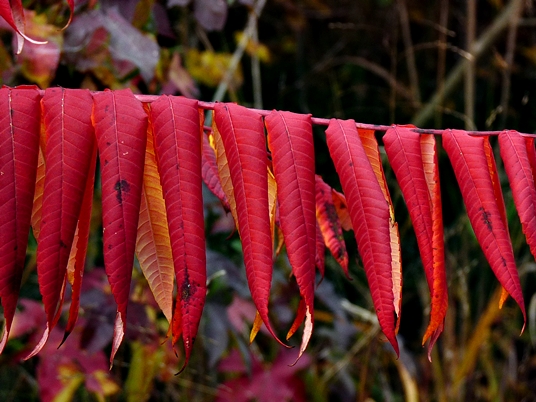 {Rhus glabra}